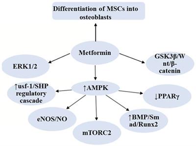 The Function of Metformin in Aging-Related Musculoskeletal Disorders